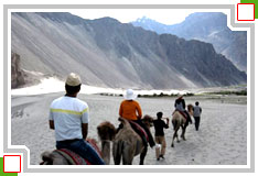 Nubar Valley Ladakh, Leh Ladakh Valley Tours